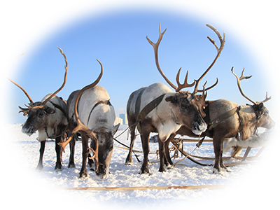 Flying reindeer illustration